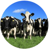 happy healthy cows happy healthy cows